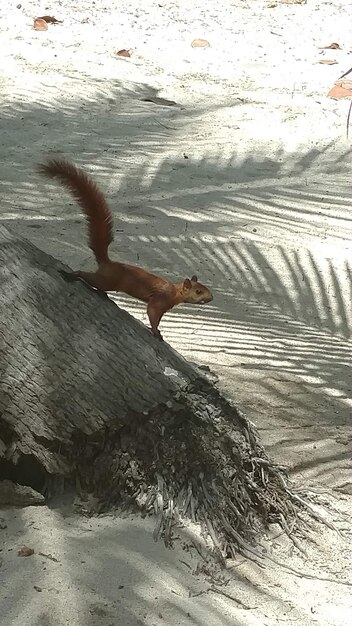 Disparo vertical de una ardilla en un árbol en la playa