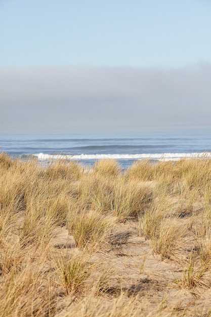 Disparo vertical de beachgrass en la mañana en Cannon Beach, Oregon