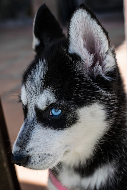 Disparo vertical de un bebé Husky siberiano bajo la luz del sol con un fondo borroso