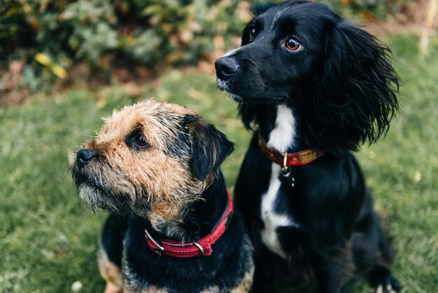 Disparo vertical de un Border Terrier y un Spaniel sentados sobre pasto seco