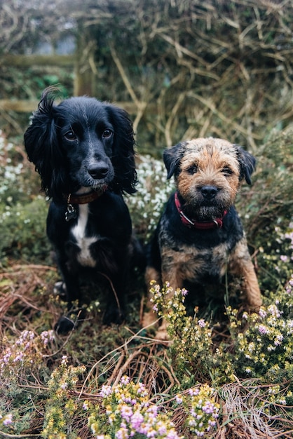 Disparo vertical de un Border Terrier y un Spaniel sentados sobre pasto seco