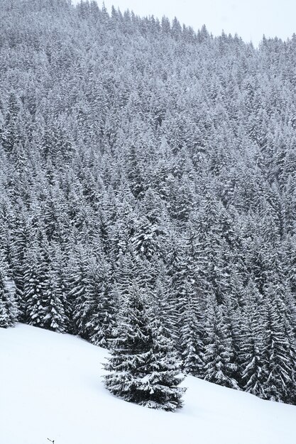 Disparo vertical de un bosque alpino cubierto de nieve en los Alpes franceses durante el invierno