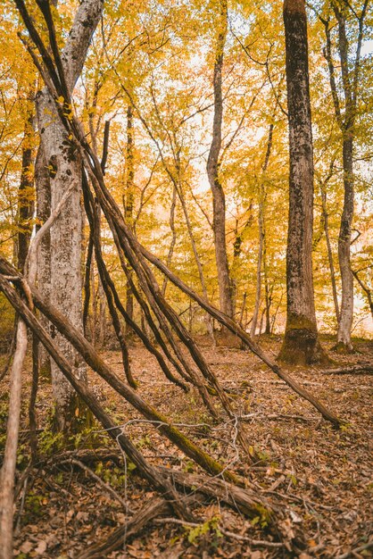 Disparo vertical de un bosque con altos árboles de hojas amarillas durante el día