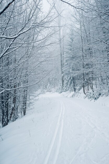 Disparo vertical de un bosque con árboles altos cubiertos de nieve