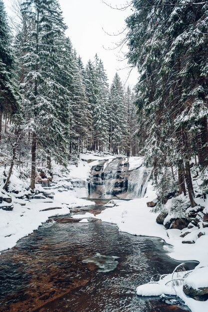 Disparo vertical de un bosque con árboles altos cubiertos de nieve