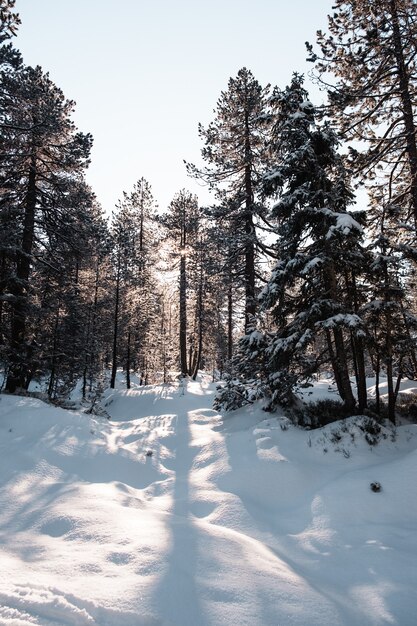 Disparo vertical de un bosque con árboles altos en invierno