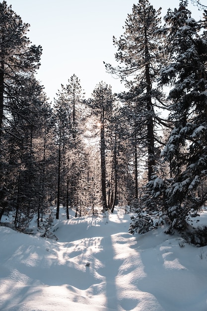 Foto gratuita disparo vertical de un bosque con árboles altos en invierno