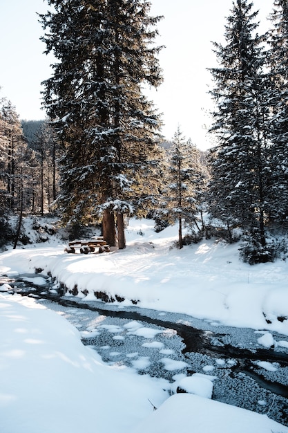 Disparo vertical de un bosque con árboles altos en invierno