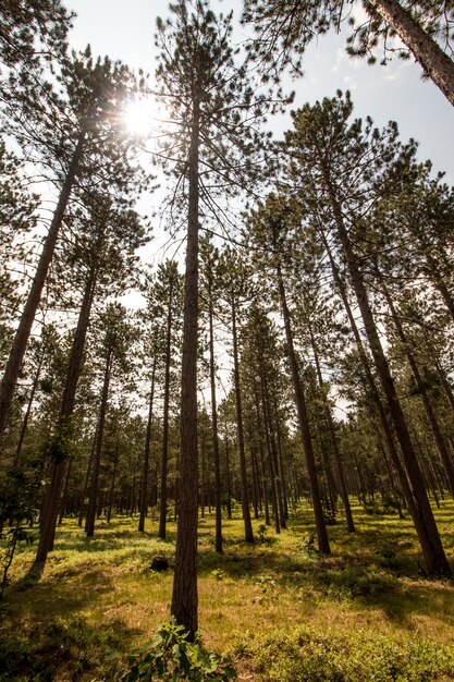 Disparo vertical de un bosque con árboles altos y un sol brillando a través de las ramas