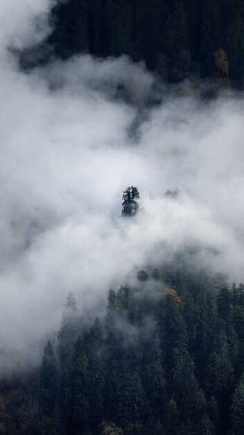 Disparo vertical de un bosque con árboles cubiertos por nubes, en otoño