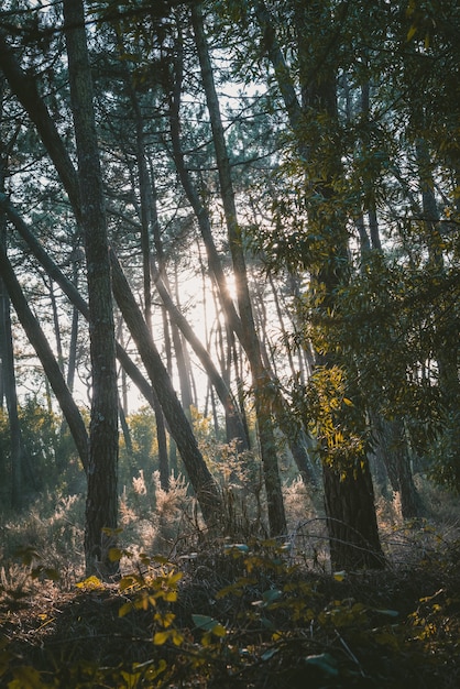Foto gratuita disparo vertical de un bosque con árboles verdes