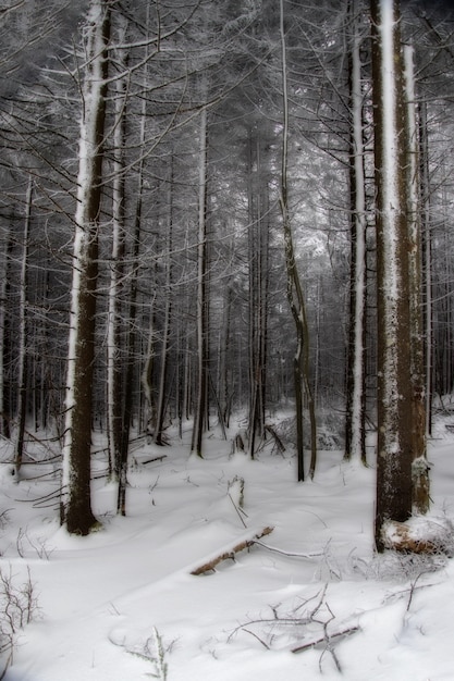 Disparo vertical de un bosque cubierto de nieve en invierno