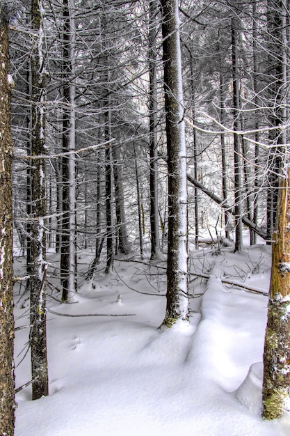 Foto gratuita disparo vertical de un bosque cubierto de nieve en el invierno