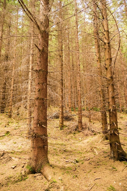 Disparo vertical de un bosque lleno de árboles desnudos en otoño