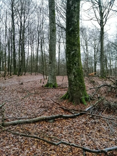 Disparo vertical de un bosque lleno de árboles de gran altura en Larvik, Noruega