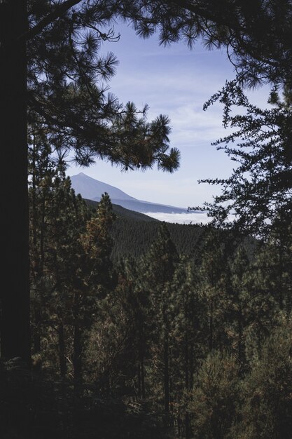 Disparo vertical de un bosque lleno de diferentes tipos de plantas rodeadas de un paisaje montañoso