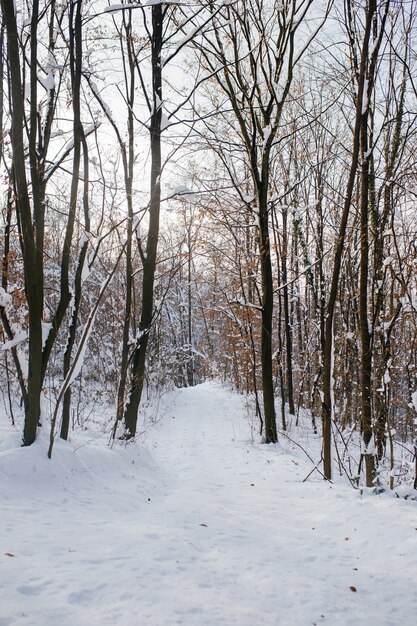 Disparo vertical de un bosque en una montaña cubierta de nieve durante el invierno