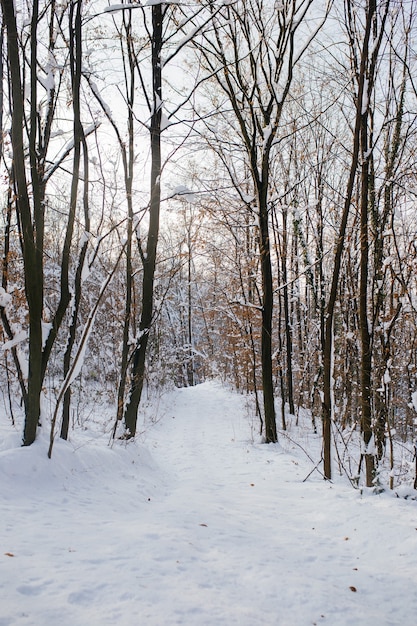 Disparo vertical de un bosque en una montaña cubierta de nieve durante el invierno