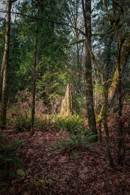 Disparo vertical de un bosque de otoño con árboles de gran altura y hojas coloridas