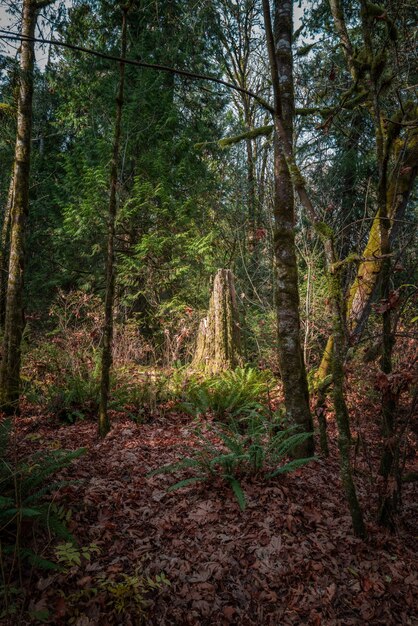 Disparo vertical de un bosque de otoño con árboles de gran altura y hojas coloridas