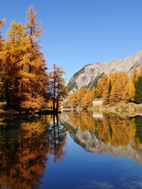 Disparo vertical del bosque de otoño y su reflejo en el lago