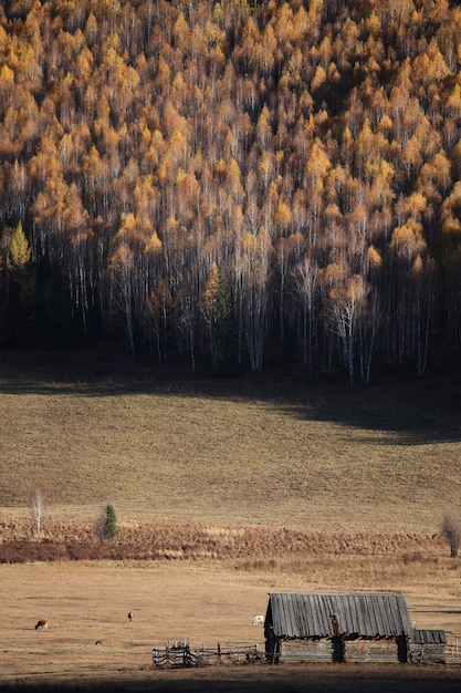 Disparo vertical del bosque de otoño en Xijiang, China