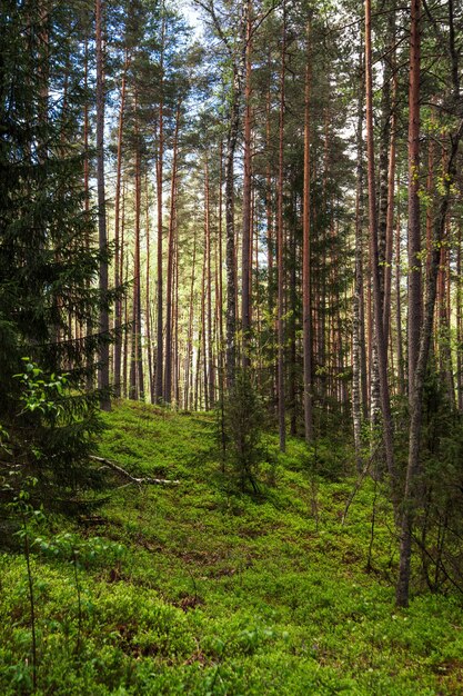 Disparo vertical de bosque de pinos con un lago tranquilo en un cálido día de verano