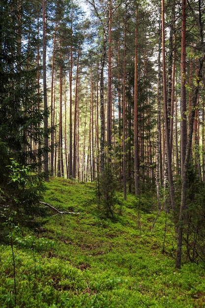 Disparo vertical de bosque de pinos con un lago tranquilo en un cálido día de verano