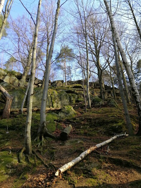 Disparo vertical de un bosque, raíces de árboles y madera cortada en Jelenia Góra, Polonia.