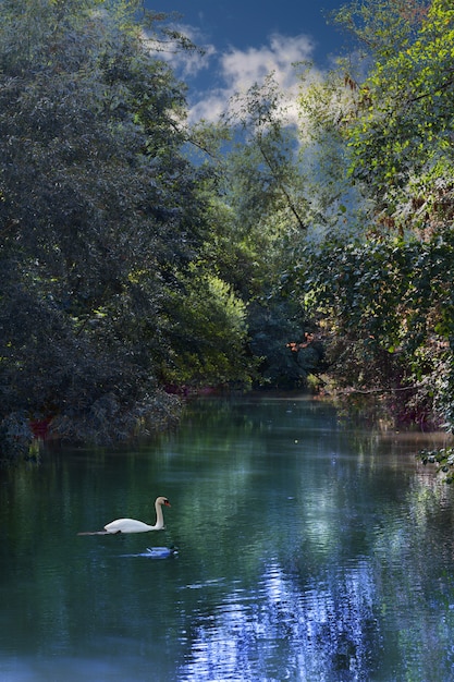 Disparo vertical de un bosque en el río con un cisne blanco en el agua