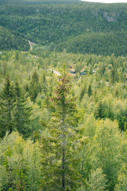 Disparo vertical de bosques y colinas.