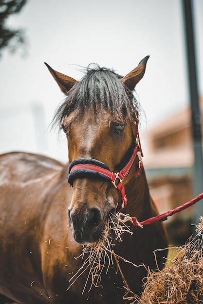 Disparo vertical de un caballo comiendo heno