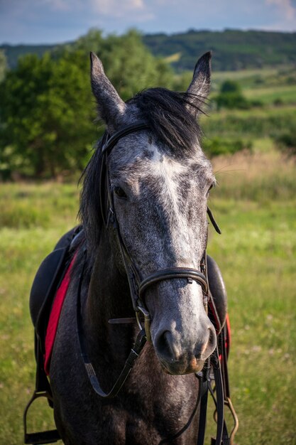 Disparo vertical de un caballo gris en un campo cubierto de vegetación bajo la luz del sol