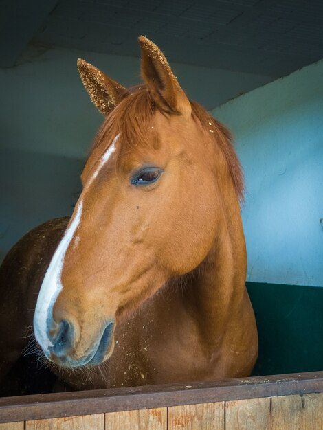 Disparo vertical de un caballo marrón en el granero