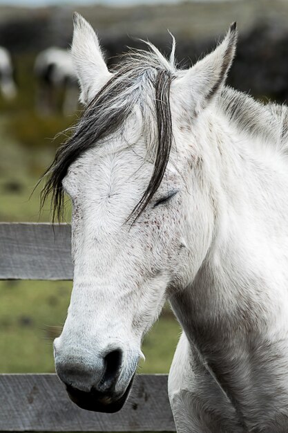 Disparo vertical de un caballo mustang blanco con los ojos cerrados