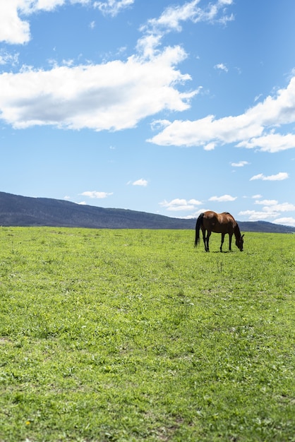 Disparo vertical de un caballo pastando en un césped verde en un día soleado