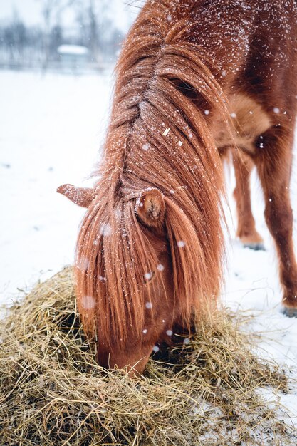 Disparo vertical de un caballo con pelo largo comiendo heno en el norte de Suecia