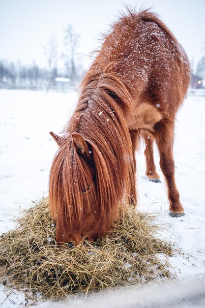 Disparo vertical de un caballo con pelo largo mientras come heno en el norte de Suecia