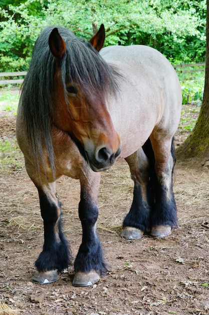 Disparo vertical de un caballo de sangre fría de pie sobre un suelo de tierra en la granja