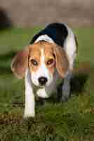 Foto gratuita disparo vertical de un cachorro beagle al aire libre
