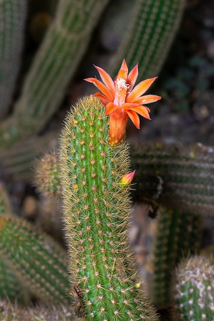 Disparo vertical de un cactus con una hermosa flor de naranja