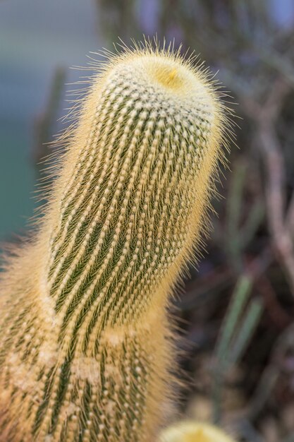 Disparo vertical de un cactus con pequeños picos