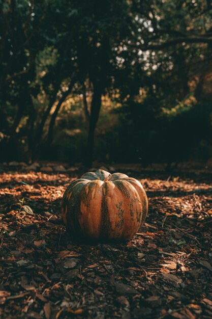 Disparo vertical de una calabaza en el suelo de un bosque de otoño