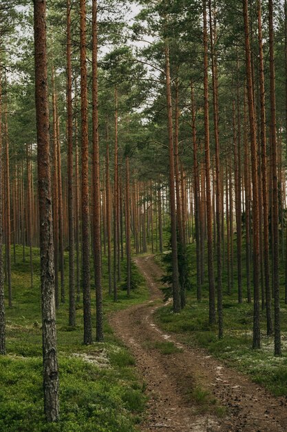 Disparo vertical de un camino en el bosque de abetos