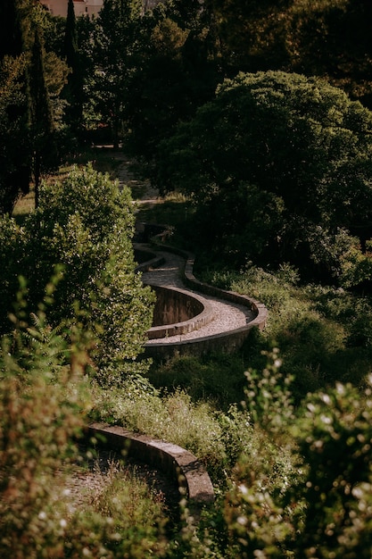 Foto gratuita un disparo vertical de un camino con curvas en el bosque