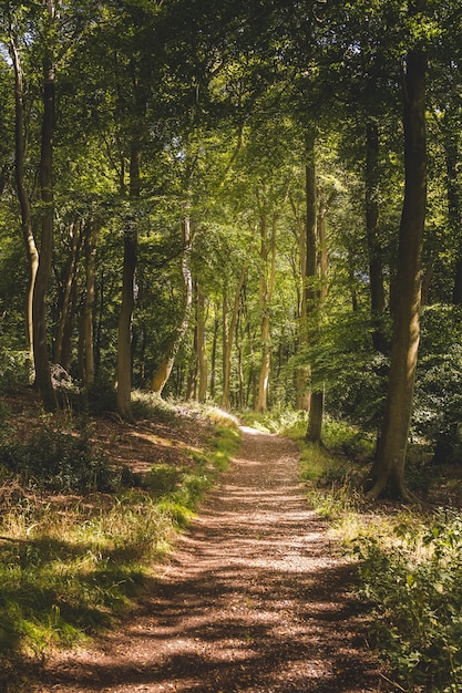 Disparo vertical de un camino estrecho en un bosque con muchos árboles verdes altos