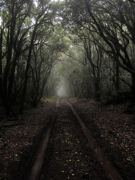 Foto gratuita disparo vertical de un camino fangoso en medio de árboles altos con niebla