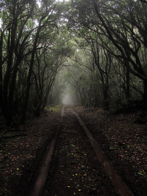 Disparo vertical de un camino fangoso en medio de árboles altos con niebla