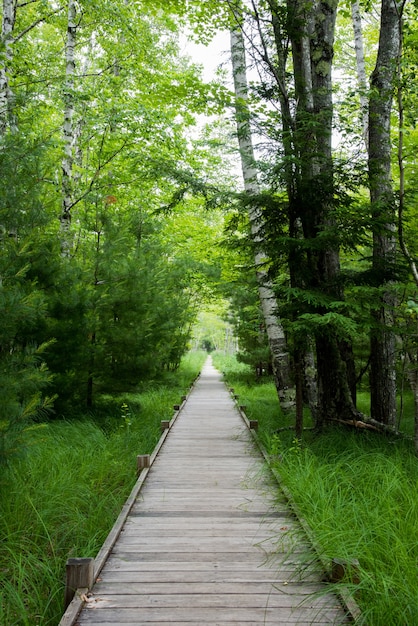 Disparo vertical de un camino de madera artificial en el bosque con césped verde brillante y árboles a los lados