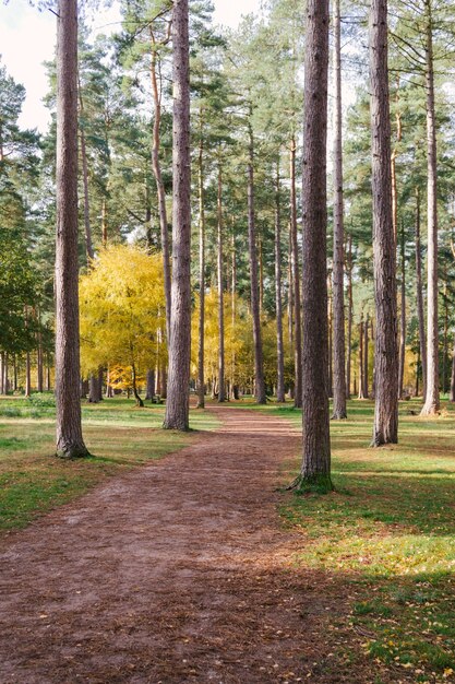 Disparo vertical de un camino en medio de los árboles altos de un bosque